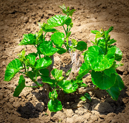 Similar image 2910675