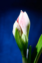 Similar image 2911746