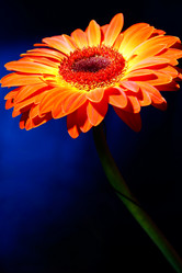 Similar image 2911750