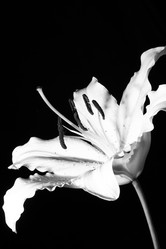 Similar image 2911756