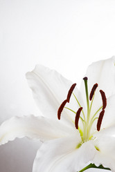 Similar image 2911775