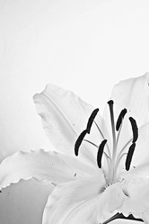 Similar image 2911776