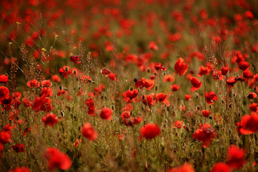 Similar image 2912331