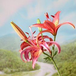 Similar image 2912947