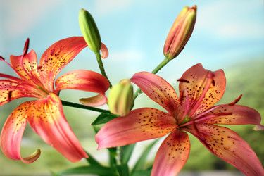 Similar image 2912950