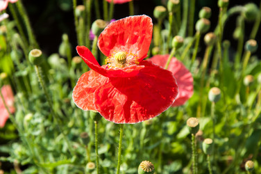 Similar image 2913848