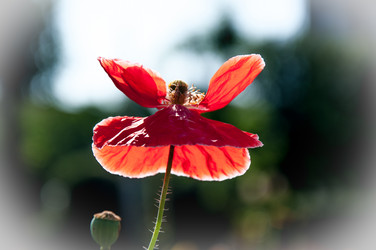 Similar image 2913854