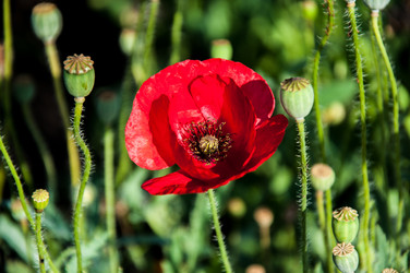 Similar image 2913861