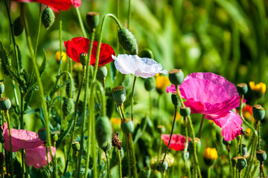 Similar image 2913862