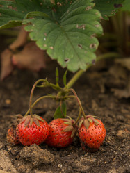 Similar image 2913972