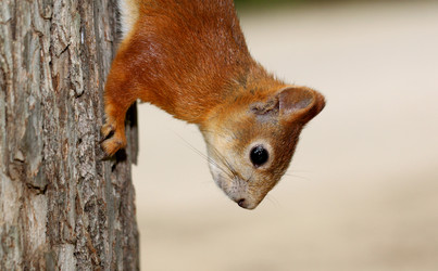 Similar image 2914079