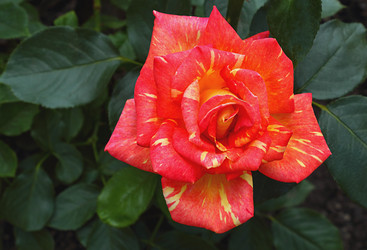 Similar image 2916119