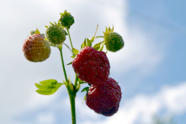 Similar image 2916159