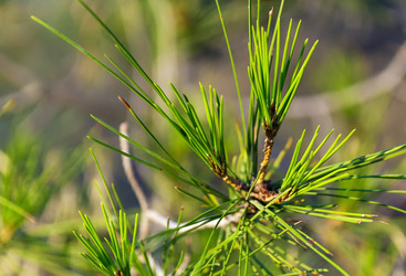 Similar image 2916901