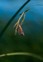 Similar image 2916962