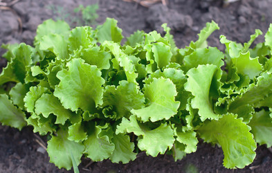 Similar image 2918044