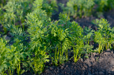 Similar image 2918045