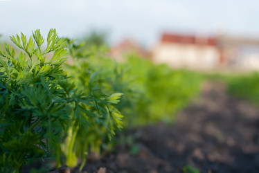 Similar image 2918046