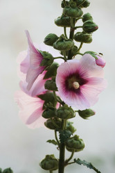 Similar image 2918562