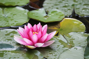 Similar image 2918747