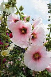 Similar image 2918807