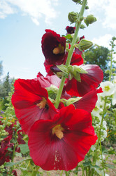 Similar image 2918808