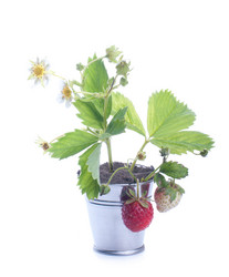 Similar image 2919515