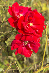 Similar image 2919570