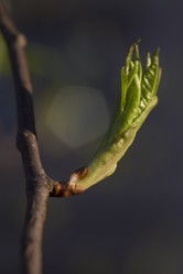 Similar image 2919904