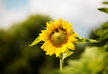 Similar image 2919909