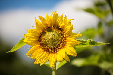 Similar image 2919910