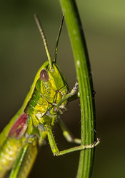 Similar image 2919913