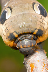 Similar image 2920582