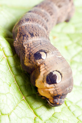 Similar image 2920586