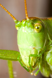 Similar image 2920595