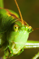 Similar image 2920597