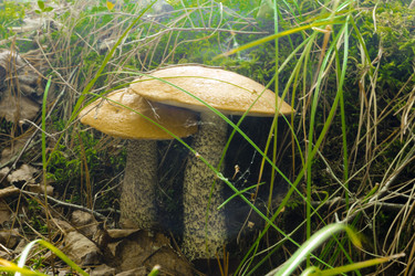 Similar image 2920628