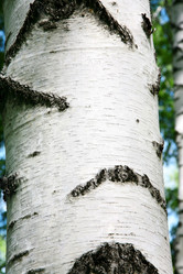 Similar image 2921131