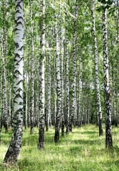 Similar image 2921132