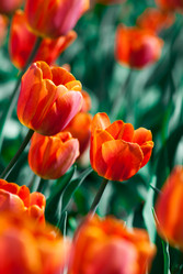 Similar image 2921299