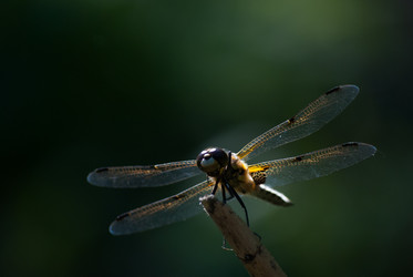 Similar image 2921425