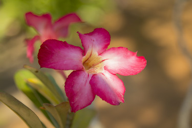 Similar image 2922116