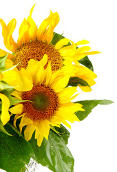 Similar image 2922329