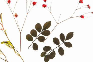 Similar image 2923525