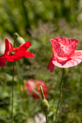 Similar image 2923663