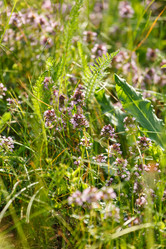 Similar image 2923691