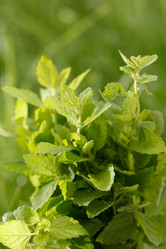 Similar image 2923761