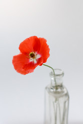 Similar image 2923778