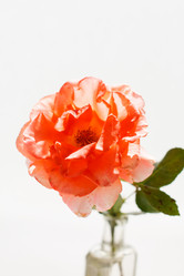 Similar image 2923780