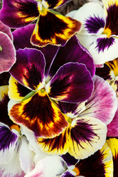 Similar image 2923839